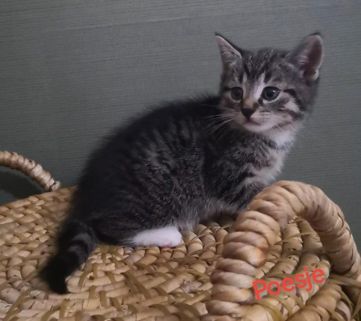 Prachtige kittens❤️, Dieren en Toebehoren, Katten en Kittens | Overige Katten, Kortharig, Meerdere dieren, 0 tot 2 jaar