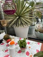 Grote Agave - Prachtige kamerplant!, Tuin en Terras, Planten | Tuinplanten, Overige soorten, Volle zon, Vaste plant, Ophalen of Verzenden