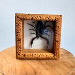 Opgezette schorpioen in doosje, Verzamelen, Ophalen of Verzenden, Zo goed als nieuw, Insect, Opgezet dier