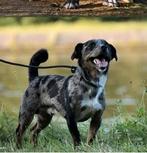 Lieve en knappe merle dekreu Odin!, Dieren en Toebehoren, Rabiës (hondsdolheid), Jack Russell Terriër, Reu, Eén hond