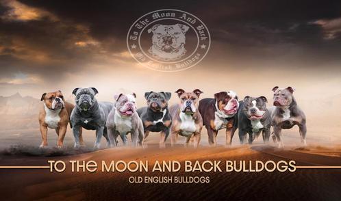 Old english bulldog gastgezinnen gezocht, Dieren en Toebehoren, Honden | Bulldogs, Pinschers en Molossers, Meerdere dieren, Bulldog