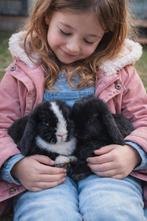 Jonge dwerghangoortjes, Dieren en Toebehoren