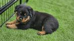 Lieve Rottweiler pup reu, Dieren en Toebehoren, Rabiës (hondsdolheid), Meerdere dieren, Eén hond, 3 tot 5 jaar