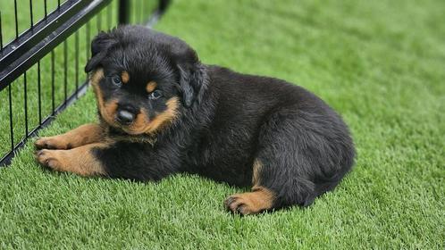 Lieve Rottweiler pup reu, Dieren en Toebehoren, Honden | Bulldogs, Pinschers en Molossers, Meerdere dieren, Rottweiler, Particulier