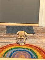 Dekatter British SH Golden Chinchilla, Dieren en Toebehoren, Katten en Kittens | Raskatten | Korthaar, Kater