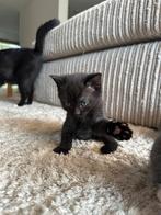 4 lieve kittens!  GERESERVEERD, Dieren en Toebehoren, Katten en Kittens | Overige Katten