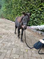2 super schattige lieve shetlander hengstjes, Dieren en Toebehoren, Pony's, Hengst, A pony (tot 1.17m), Gechipt, 0 tot 2 jaar