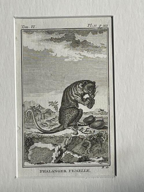Phalanger Femelle / Koeskoezen Buffon 1775 aap / apen, Antiek en Kunst, Kunst | Etsen en Gravures, Ophalen of Verzenden