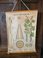 Schoolplaat over de stam van planten, Ophalen, Natuur en Biologie