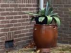 Agave americana, Volle zon, Vaste plant, Bloeit niet, Ophalen