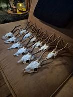Ree Reebok geweitjes schedel 12 stuks, Verzamelen, Dierenverzamelingen, Ophalen of Verzenden, Gebruikt, Overige soorten, Schedel