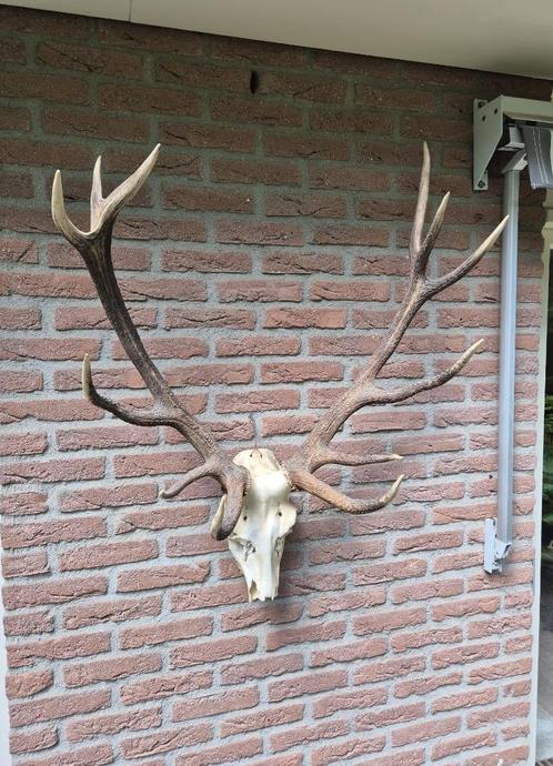Groot doorleefd edelhert gewei 14 ender jacht b85 Mancave, Verzamelen, Dierenverzamelingen, Gewei of Kop, Hert, Ophalen