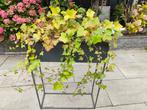 Klimop, Tuin en Terras, Planten | Tuinplanten, Ophalen of Verzenden, Bloeit niet, Klimplanten, Halfschaduw