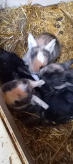 MINILOP X DWERG HANGOOR, Dieren en Toebehoren, Konijnen, Meerdere dieren