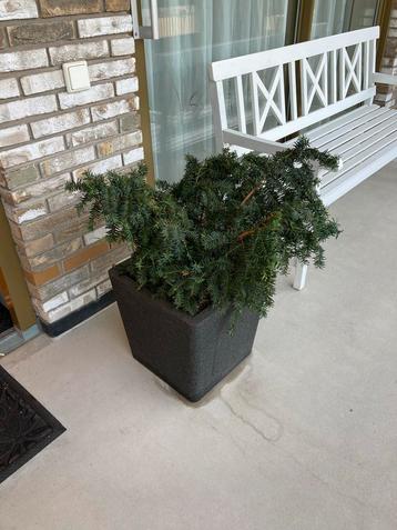 Plant in pot - Taxus beschikbaar voor biedingen