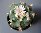 peyote cactus - Lophophora williamsii, Huis en Inrichting, Kamerplanten, Ophalen of Verzenden, Cactus, Volle zon, Minder dan 100 cm