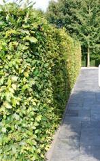 DIRECT LEVERBAAR fagus sylvatica met blote wortel, Tuin en Terras, Ophalen of Verzenden, Beukenhaag, 100 tot 250 cm