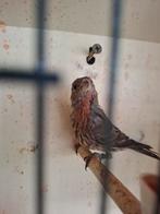 Mexicaanse roodmus!, Dieren en Toebehoren, Mannelijk