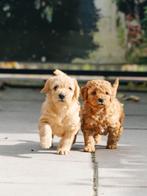 2 Mini Labradoodle pups (reu) zijn klaar om te verhuizen!, Overige rassen, CDV (hondenziekte), 8 tot 15 weken, Meerdere