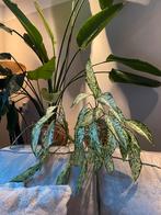 Dieffenbachia - Prachtige kamerplant!, Ophalen, Halfschaduw, Minder dan 100 cm