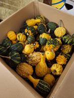 Sier kalebassen, Ophalen of Verzenden, Volle zon