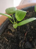 Pannenkoekplant ️- Pilea peperomioides, Huis en Inrichting, Kamerplanten, Ophalen of Verzenden