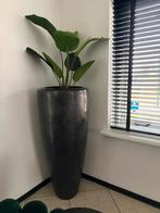 Moderne betonnen bloempot / plantenpot - 120x55cm, Gebruikt, 40 cm of meer, Binnen, Ophalen of Verzenden