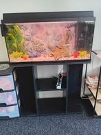 Aquarium met alle toebehoren en vissen, Ophalen, Zo goed als nieuw, Overige typen