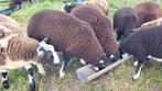 Dassenkop ramlam, Dieren en Toebehoren, Schapen, Geiten en Varkens