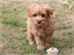 Minidoodle, Dieren en Toebehoren, Nederland, Overige rassen, 8 tot 15 weken, CDV (hondenziekte)