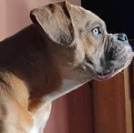 Old english bulldog pup Reu + Stamboom, Dieren en Toebehoren, Rabiës (hondsdolheid), 15 weken tot 1 jaar, Reu, Bulldog