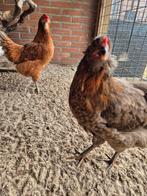 2 auranana kleurlegger, Vrouwelijk, Kip