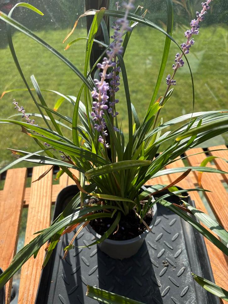 Leliegras / liriope Muscari, Tuin en Terras, Planten | Tuinplanten, Overige soorten, Halfschaduw, Ophalen