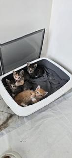 Kittens, Ophalen of Verzenden, Zo goed als nieuw