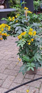 Senna Corymbosa..boterbloemstruik, Volle zon, Vaste plant, Zomer, Ophalen
