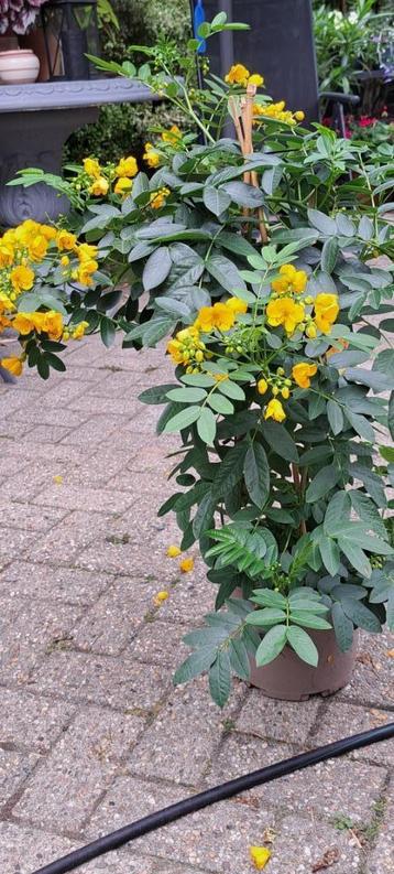 Senna Corymbosa..boterbloemstruik beschikbaar voor biedingen