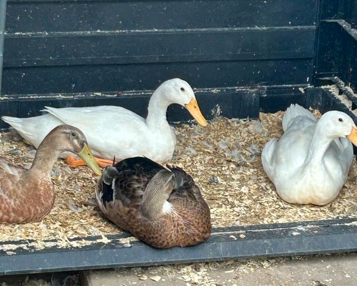 Wit indische loopeend. Mannetje gratis ophalen, Dieren en Toebehoren, Pluimvee, Eend, Mannelijk