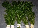 Hobbyaquarium zuurstof Elodea densa voor een heldere vijver, HOBBYAQUARIUM, Nieuw, Ophalen of Verzenden, 5011HE