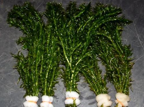 Hobbyaquarium zuurstof Elodea densa voor een heldere vijver, Tuin en Terras, Vijvers, Nieuw, Ophalen of Verzenden