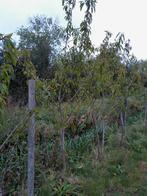 Amandelbomen, Tuin en Terras, Planten | Fruitbomen, Ophalen