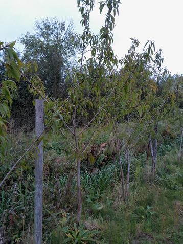 Amandelbomen  beschikbaar voor biedingen