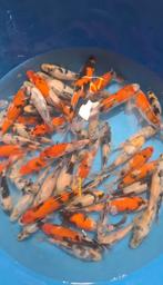 Shiro-Utsuri & Showa Japanse Koi (Omosako) – 1 jaar, 15-18cm, Dieren en Toebehoren, Vissen | Vijvervissen, Karper of Koi