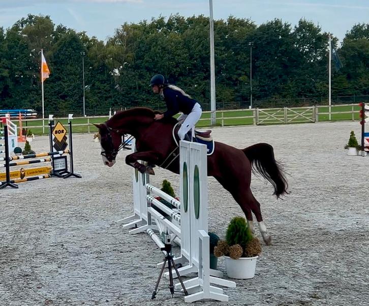 Hele toffe gelderse spring merrie, Dieren en Toebehoren, Paarden, Merrie, B, 165 tot 170 cm, 11 jaar of ouder, Springpaard, Met stamboom