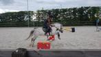 Super knappe en lieve B-pony, Dieren en Toebehoren, Pony's, Ruin