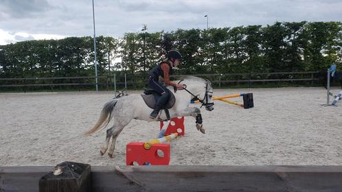 Super knappe en lieve B-pony, Dieren en Toebehoren, Pony's, Ruin