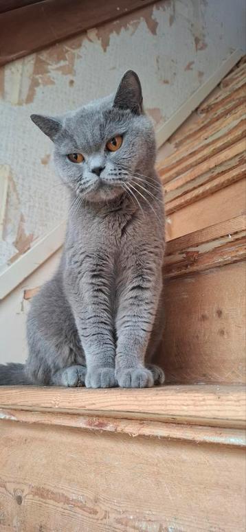 Prachtige blauwe britse korthaar poes  beschikbaar voor biedingen
