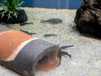 Ancistrus algeneter, Dieren en Toebehoren, Vis