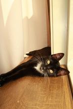 Lieve kitten zoekt nieuw huisje!, Poes