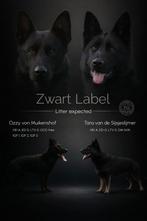 Zwarte Duitse Herder FCI Pups Verwacht – Februari 2026, Dieren en Toebehoren, Parvo, 8 tot 15 weken, Meerdere, Meerdere dieren