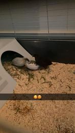 3 chinese dwergkwartels met kooi, Dieren en Toebehoren, Meerdere dieren